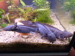 Axolotl