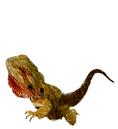 Echse