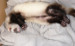 Frettchen