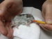 Hamster