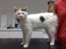 Katze