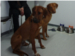 Rhodesian Ridgebacks