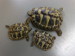 Schildkr&ouml;te