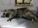 Waschb&auml;r